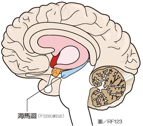 海馬迴再生|海馬迴